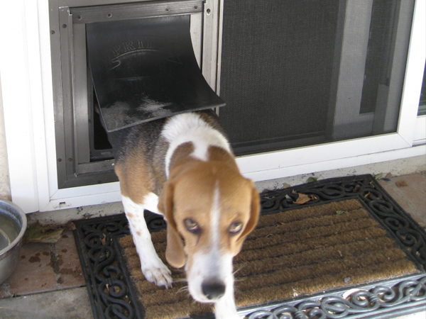 Dog using a pet door installed in a screen door